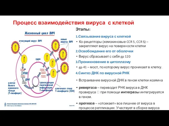 Процесс взаимодействия вируса с клеткой Этапы: 1.Связывание вируса с клеткой Ко-рецепторы (хемокиновые CCR