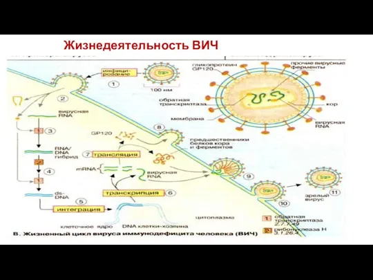 Жизнедеятельность ВИЧ