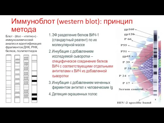 Иммуноблот (western blot): принцип метода ЭФ разделение белков ВИЧ-1 (стандартный реагент) по их