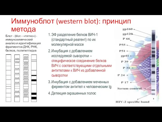 Иммуноблот (western blot): принцип метода ЭФ разделение белков ВИЧ-1 (стандартный