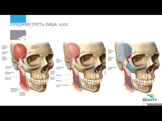 СРЕДНЯЯ ТРЕТЬ ЛИЦА. SOOF.