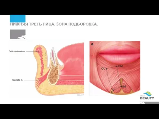 НИЖНЯЯ ТРЕТЬ ЛИЦА. ЗОНА ПОДБОРОДКА.