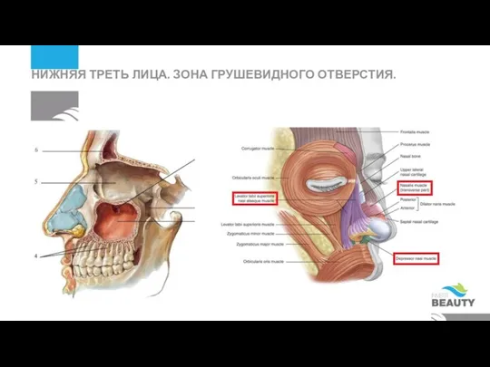 НИЖНЯЯ ТРЕТЬ ЛИЦА. ЗОНА ГРУШЕВИДНОГО ОТВЕРСТИЯ.