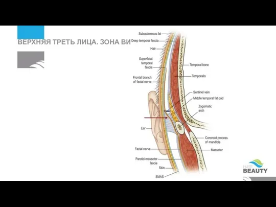 ВЕРХНЯЯ ТРЕТЬ ЛИЦА. ЗОНА ВИСКА