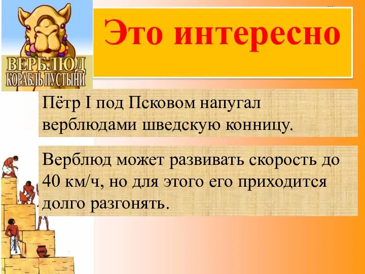 Это интересно Пётр I под Псковом напугал верблюдами шведскую конницу.