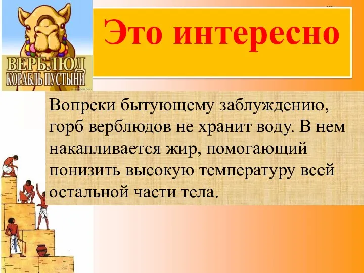 Это интересно Вопреки бытующему заблуждению, горб верблюдов не хранит воду.