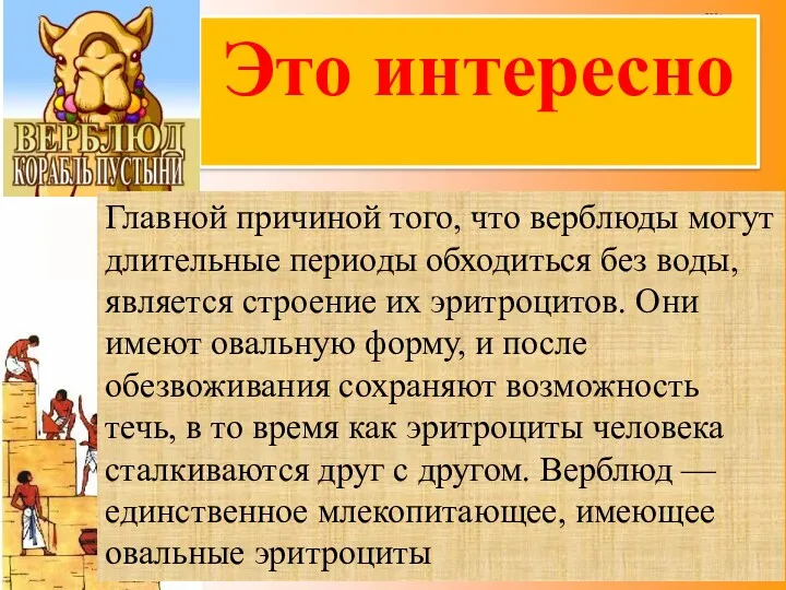 Это интересно Главной причиной того, что верблюды могут длительные периоды