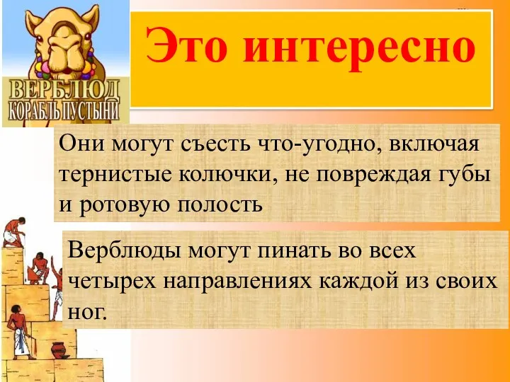 Это интересно Они могут съесть что-угодно, включая тернистые колючки, не