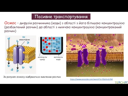 Пасивне транспортування https://www.youtube.com/watch?v=YfoiHrv57b0 Осмос – дифузія розчинника (води) з області