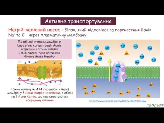 Активне транспортування https://www.youtube.com/watch?v=BGeSDI03aaw Натрій-калієвий насос – білок, який відповідає за