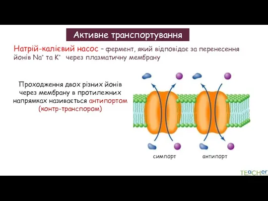 Активне транспортування Натрій-калієвий насос – фермент, який відповідає за перенесення