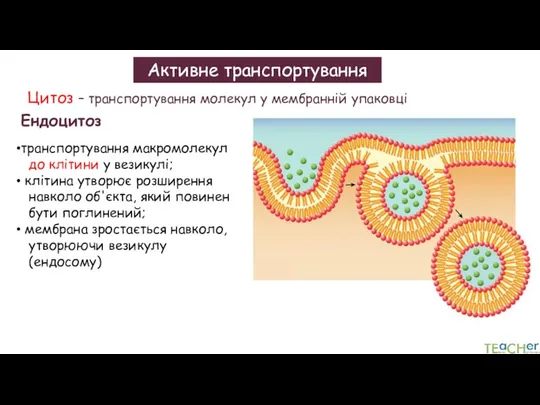 Активне транспортування Цитоз – транспортування молекул у мембранній упаковці Ендоцитоз