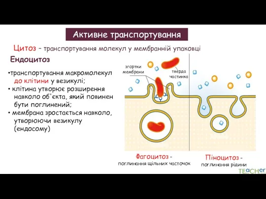 Активне транспортування Цитоз – транспортування молекул у мембранній упаковці тверда