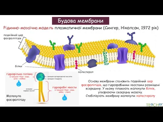 Будова мембрани Рідинно-мозаїчна модель плазматичної мембрани (Сингер, Ніколсон, 1972 рік)