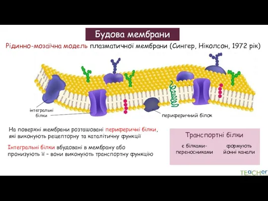 Будова мембрани Рідинно-мозаїчна модель плазматичної мембрани (Сингер, Ніколсон, 1972 рік)