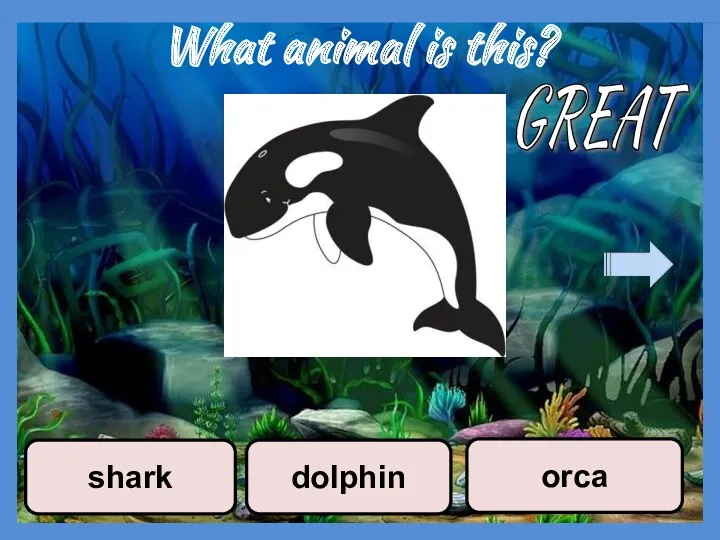 What animal is this? dolphin orca shark GREAT