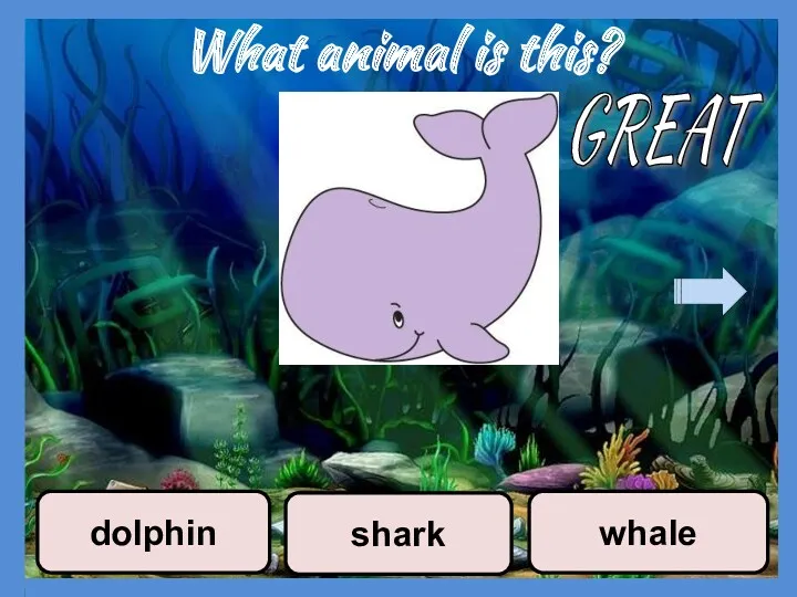 What animal is this? shark whale dolphin GREAT