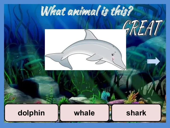 What animal is this? whale dolphin shark GREAT