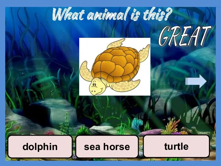 What animal is this? sea horse turtle dolphin GREAT
