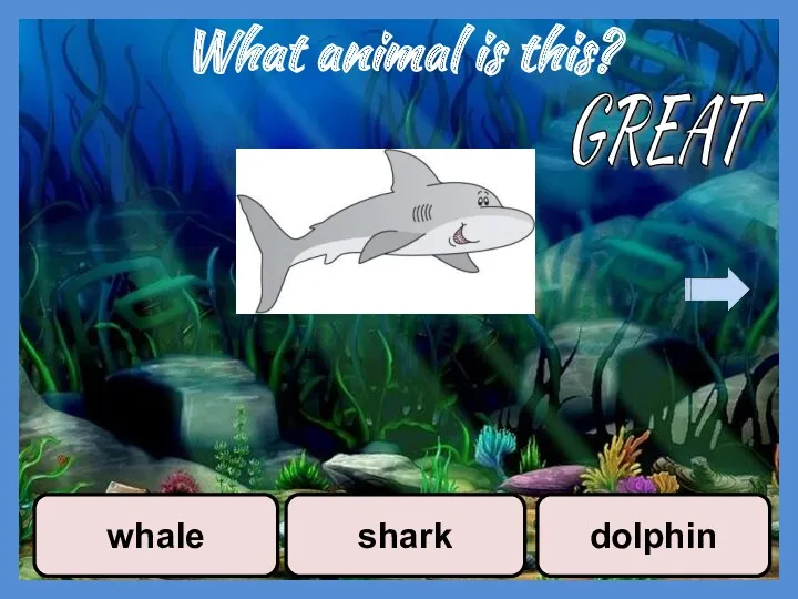 What animal is this? whale shark dolphin GREAT