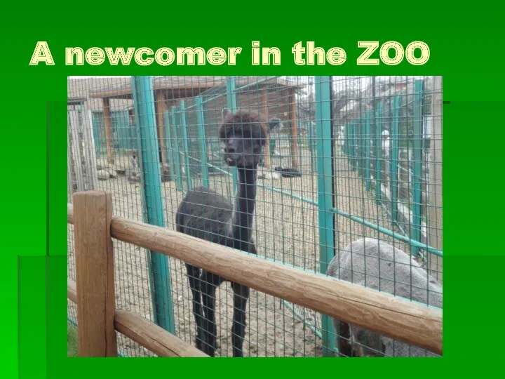 A newcomer in the ZOO