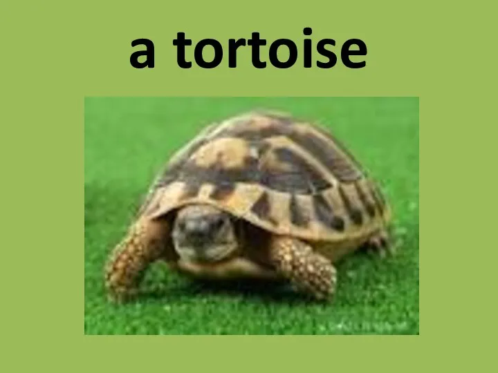 a tortoise