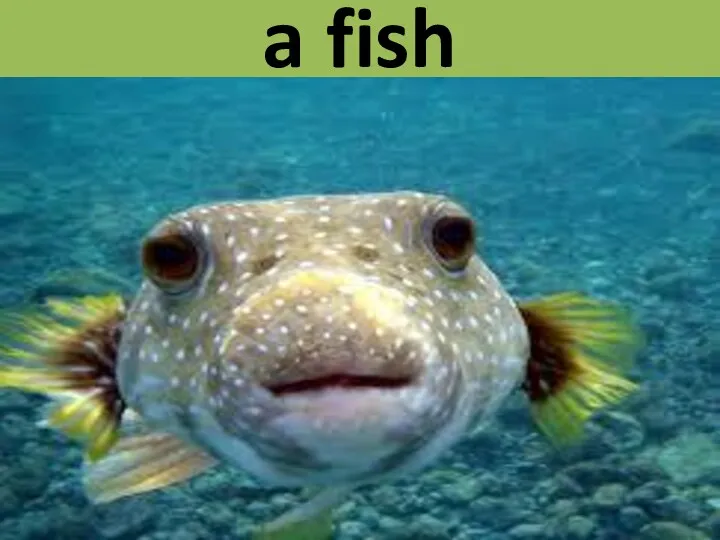 a fish