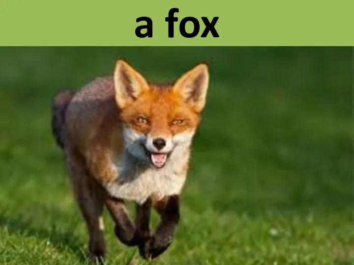 a fox