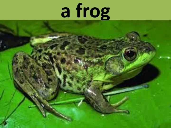 a frog