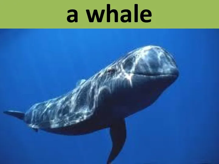 a whale