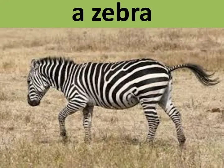 a zebra