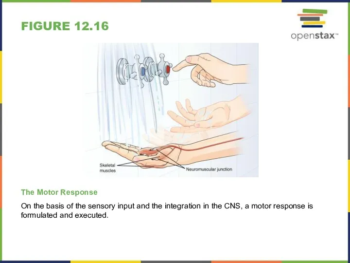 FIGURE 12.16 The Motor Response On the basis of the