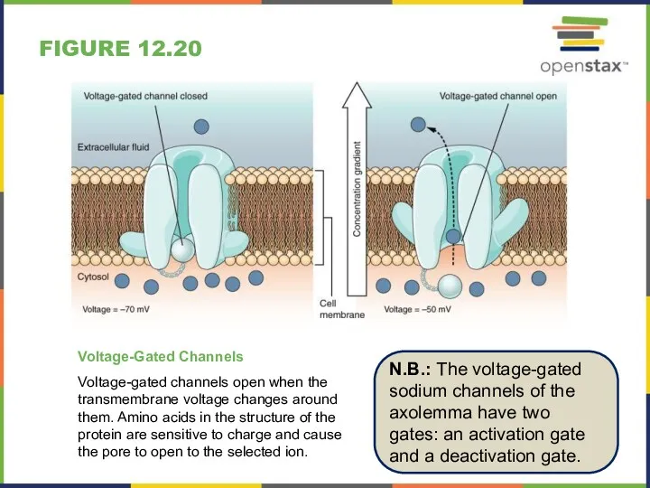 FIGURE 12.20 Voltage-Gated Channels Voltage-gated channels open when the transmembrane