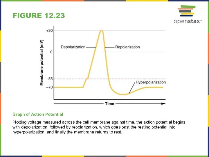 FIGURE 12.23 Graph of Action Potential Plotting voltage measured across