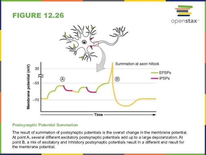 FIGURE 12.26 Postsynaptic Potential Summation The result of summation of