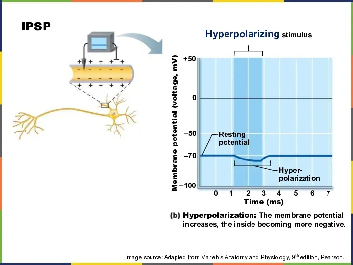 Hyperpolarizing stimulus Membrane potential (voltage, mV) Time (ms) +50 0