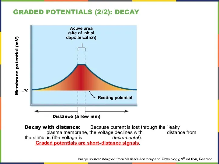 Active area (site of initial depolarization) Resting potential Membrane potential