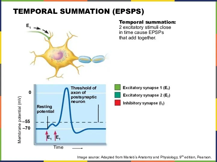 TEMPORAL SUMMATION (EPSPS) Image source: Adapted from Marieb’s Anatomy and Physiology, 9th edition, Pearson.