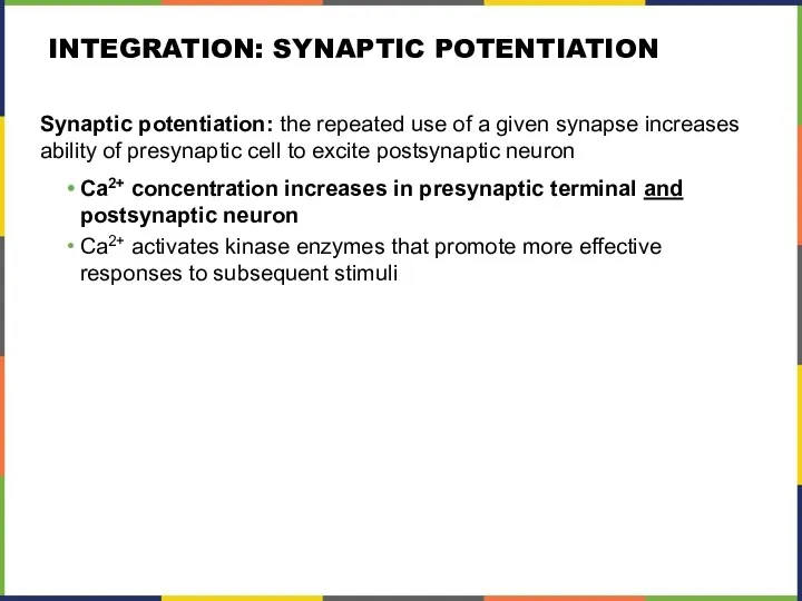 INTEGRATION: SYNAPTIC POTENTIATION Synaptic potentiation: the repeated use of a