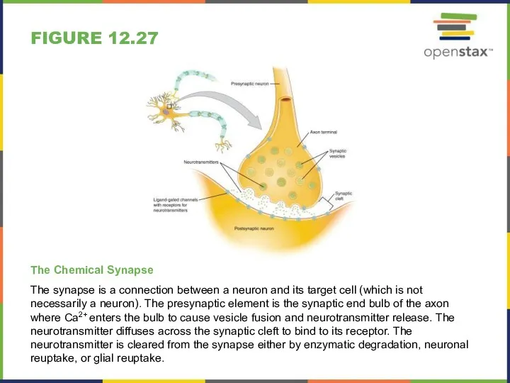 FIGURE 12.27 The Chemical Synapse The synapse is a connection