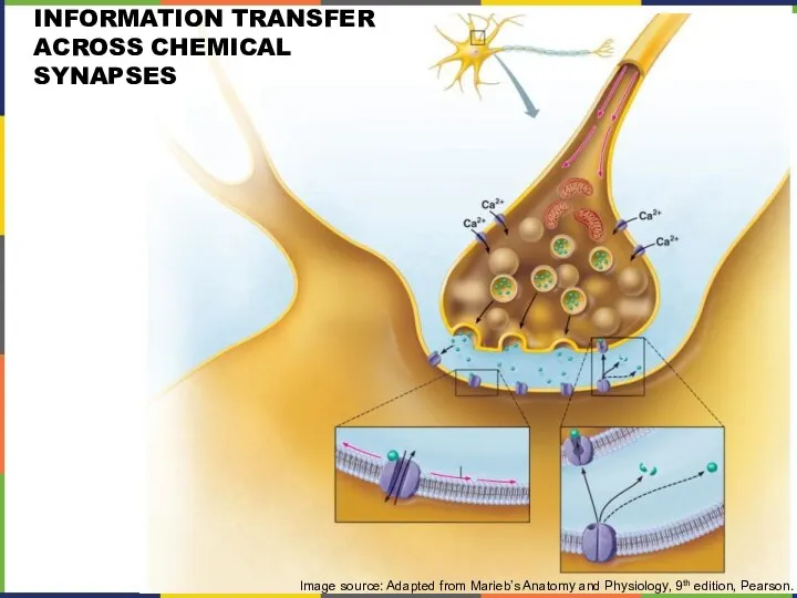 INFORMATION TRANSFER ACROSS CHEMICAL SYNAPSES Image source: Adapted from Marieb’s Anatomy and Physiology, 9th edition, Pearson.