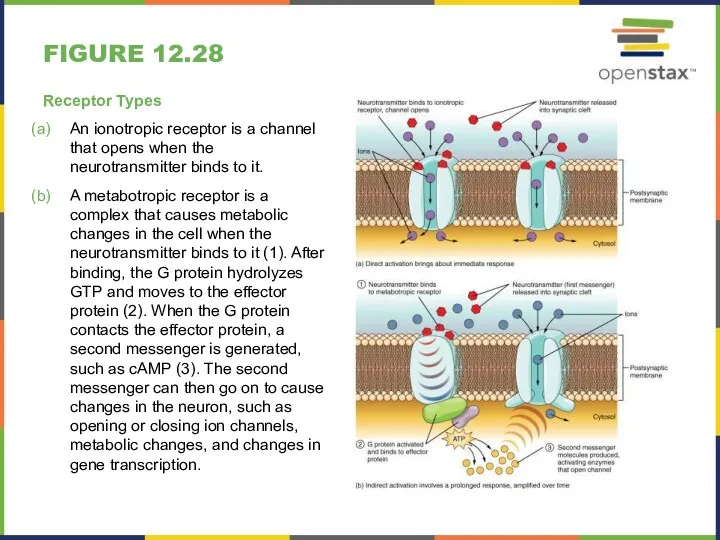 FIGURE 12.28 Receptor Types An ionotropic receptor is a channel