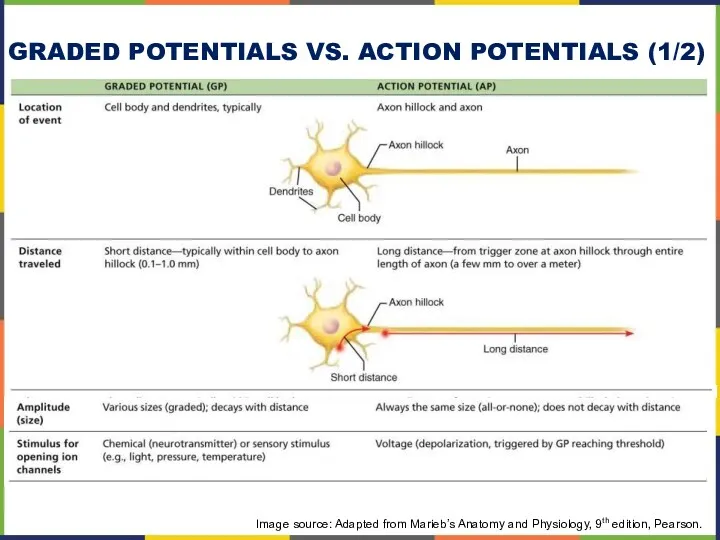 GRADED POTENTIALS VS. ACTION POTENTIALS (1/2) Image source: Adapted from