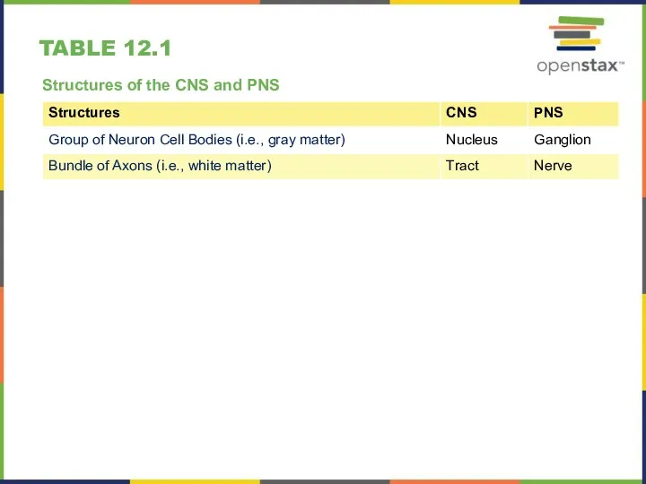 TABLE 12.1 Structures of the CNS and PNS