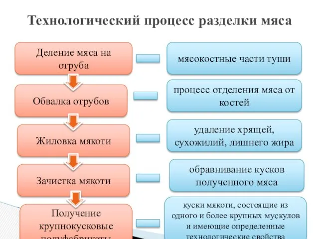 Технологический процесс разделки мяса Деление мяса на отруба Обвалка отрубов