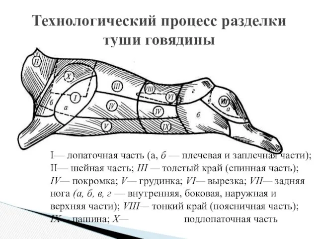 Технологический процесс разделки туши говядины I— лопаточная часть (а, б