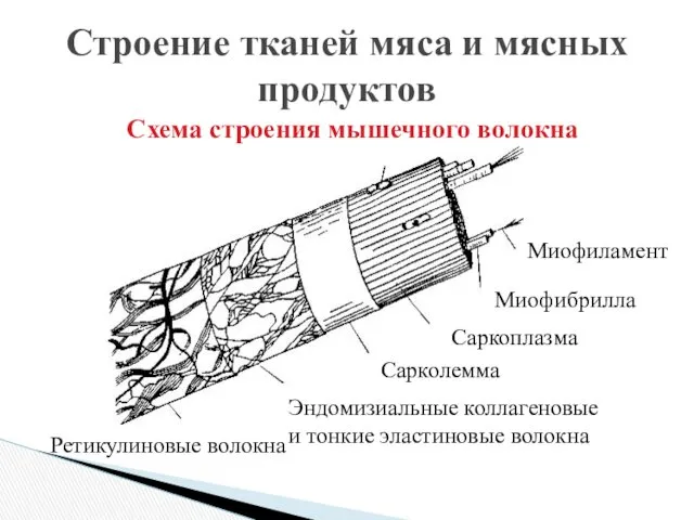 Строение тканей мяса и мясных продуктов Миофибрилла Саркоплазма Сарколемма Эндомизиальные