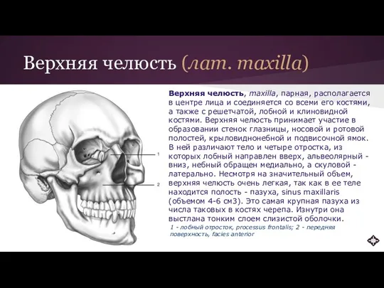Верхняя челюсть (лат. maxilla) Верхняя челюсть, maxilla, парная, располагается в центре лица и