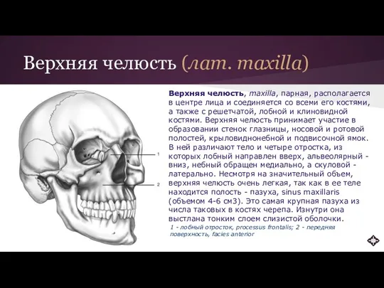 Верхняя челюсть (лат. maxilla) Верхняя челюсть, maxilla, парная, располагается в