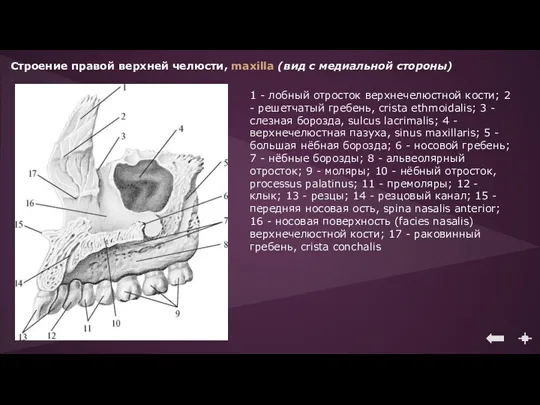Строение правой верхней челюсти, maxilla (вид с медиальной стороны) 1 - лобный отросток